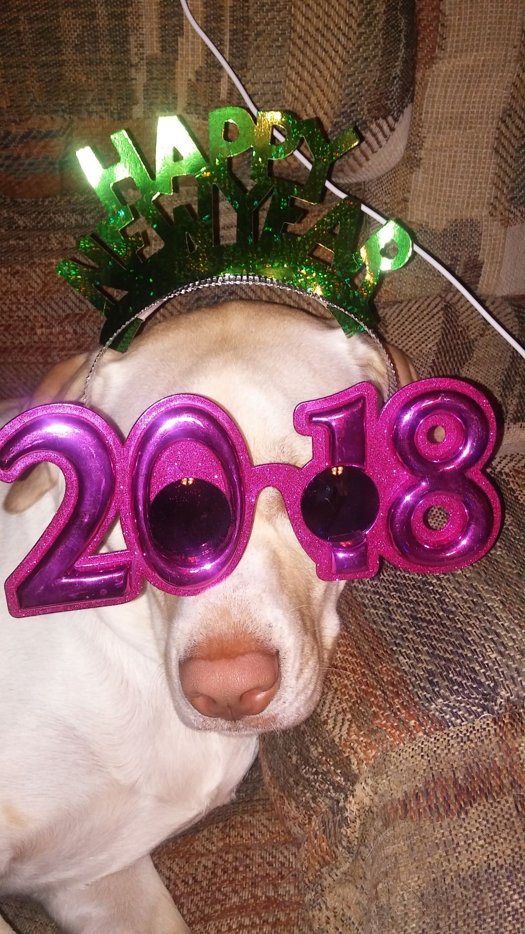 The Times Cutest Pets of Winter 2018